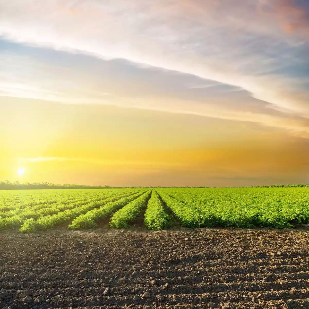 Net Agro Slika 2, Djubriva Strana